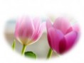 Cerimonial Tipo Tulipa